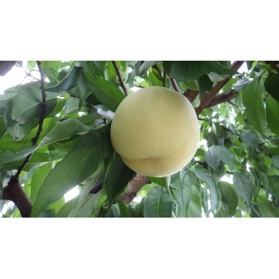 2026年 岡山白桃(晩生)ロイヤル【1箱3玉】【配送不可地域：離島】