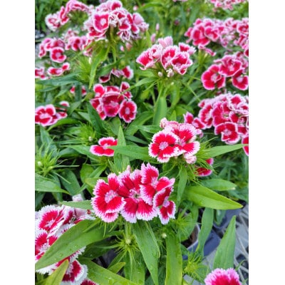 秋の花苗セット24ポット【配送不可地域：離島・北海道・沖縄県】