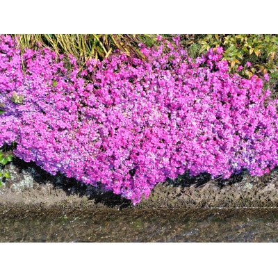 武蔵シバザクラセット【配送不可地域：離島・北海道・沖縄県】