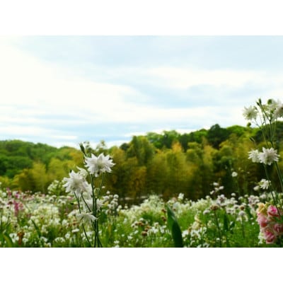 武蔵　春凄草宿根草セット(はるすごそう　しゅっこんそう)【配送不可地域：離島・北海道・沖縄県】