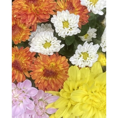 武蔵　ガーデンマムセット12ポット【配送不可地域：離島・北海道・沖縄県】