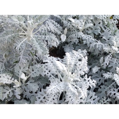 武蔵セレクト　初冬の花苗セット24ポット【配送不可地域：離島・北海道・沖縄県】