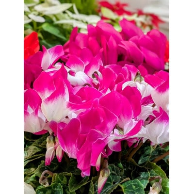 武蔵シクラメン18cm　1鉢【配送不可地域：離島・北海道・沖縄県】