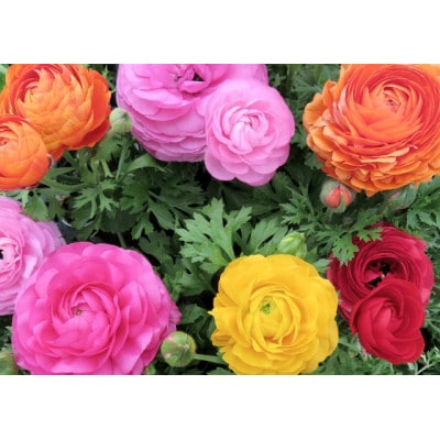 早春を飾る花苗セット【3月発送】12ポット【配送不可地域：離島・北海道・沖縄県】