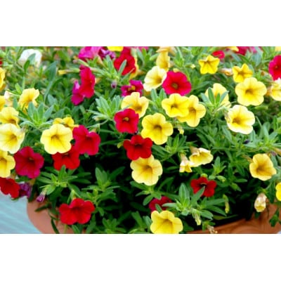 早春を飾る花苗セット【4月発送】　12ポット【配送不可地域：離島・北海道・沖縄県】