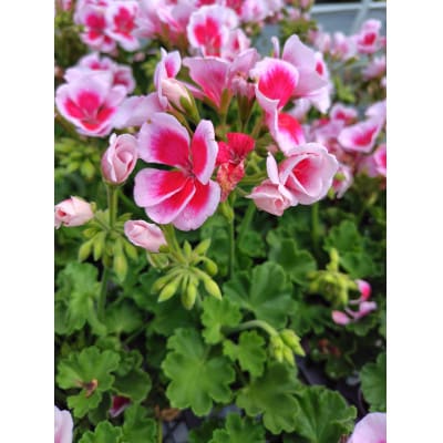 カーネーションを使った寄せ植えブリキ鉢【配送不可地域：離島・北海道・沖縄県】