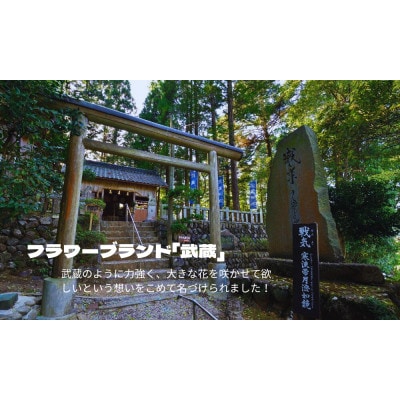 武蔵ポーチュラカ　12ポット【配送不可地域：離島・北海道・沖縄県】