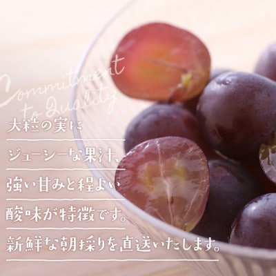 朝採りシャインマスカット＆ニューピオーネ　計1kg【配送不可地域：離島・北海道・沖縄県】