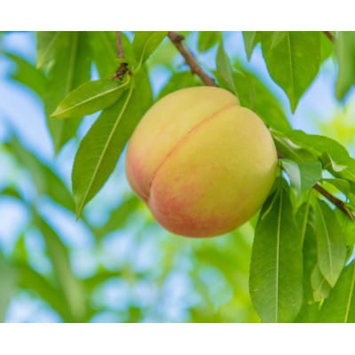 【先行予約★2026年7月中旬より順次発送予定】岡山県産　白鳳(2kg箱)【配送不可地域：離島・北海道・沖縄県】