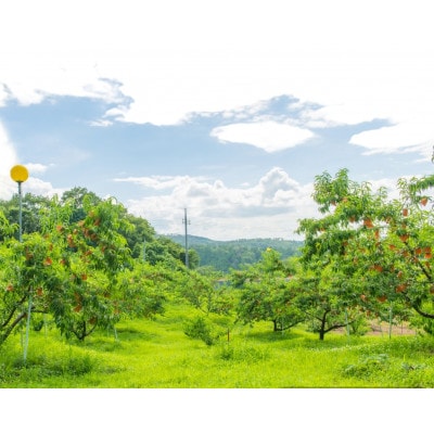 【先行予約★2026年8月上旬より順次発送予定】岡山県産　白麗(2kg箱)【配送不可地域：離島・北海道・沖縄県】