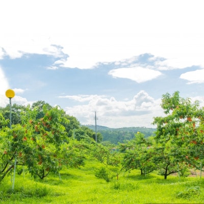 【先行予約★2026年8月下旬より順次発送予定】岡山県産　白皇(2kg箱)【配送不可地域：離島・北海道・沖縄県】