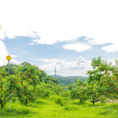 【先行予約★2026年9月中旬より順次発送予定】岡山県産　黄金桃(2kg箱)【配送不可地域：離島・北海道・沖縄県】