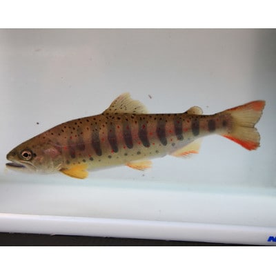 川魚のつかみどり体験