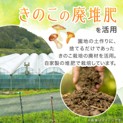 【2026年先行受付】岡山県美作市産　シャインマスカット　1房(700g以上)【配送不可地域：離島】
