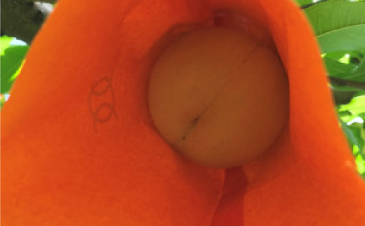 【先行予約・2026年7月発送予定】とろける果肉とたっぷり果汁の岡山の白桃・白鳳(2kg箱)【配送不可地域：離島】