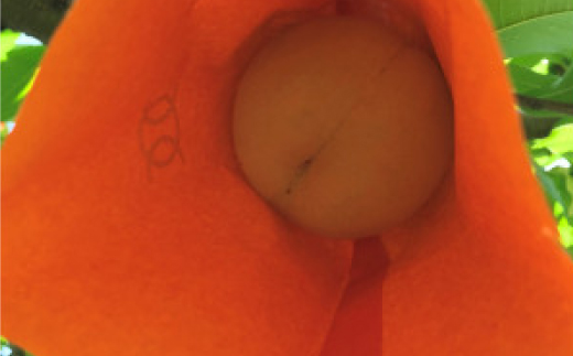 【先行予約・2026年7月下旬頃発送】とろける果肉とたっぷり果汁の岡山の白桃・清水白桃(2kg箱)【配送不可地域：離島】