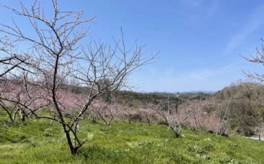 【先行予約・2025年9月上旬頃より発送予定】希少品種・果汁たっぷりの岡山の白桃・白露(2kg箱)【配送不可地域：離島】