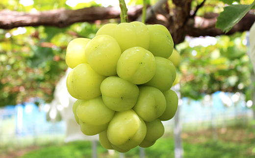 2026年先行予約　雄宝　1房　1キロ【配送不可地域：離島】