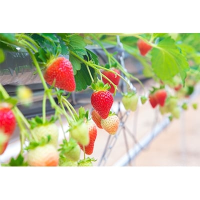 岡山県美作市産　厳選1品種いちご(約400g)【配送不可地域：離島・北海道・沖縄県】