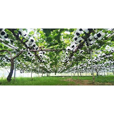 果汁たっぷりハウスピオーネ　2kg【配送不可地域：離島・北海道・沖縄県】