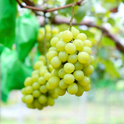 朝採りシャインマスカット2kg(3房～4房)【配送不可地域：離島】
