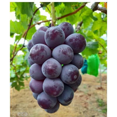 2026年先行受付　美作市産シャインマスカット1～2房＆ピオーネ2房のセット　合計2kg【配送不可地域：離島・北海道・沖縄県】