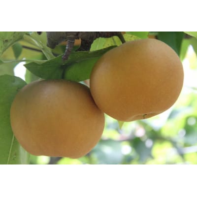 岡山県産 あたご梨 4～7玉(約4kg) 化粧箱入り【配送不可地域：離島・北海道・沖縄県】