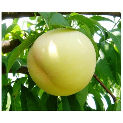 2026年先行予約　岡山県産おかやま夢白桃3玉　エース【配送不可地域：離島】