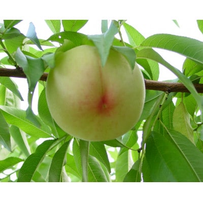 2026年先行予約　岡山県産おかやま夢白桃5玉【エース】【配送不可地域：離島】