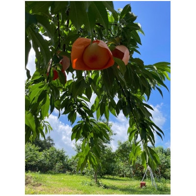 2025年10月上旬頃より発送予定・希少品種の岡山の白桃・CX(2kg箱)【配送不可地域：離島】