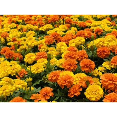 秋の花苗セット24ポット【配送不可地域：離島・北海道・沖縄県】