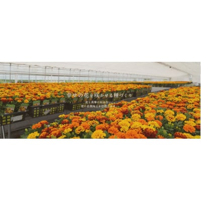 武蔵シバザクラセット【配送不可地域：離島・北海道・沖縄県】