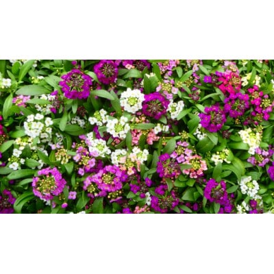 早春を飾る花苗セット【3月発送】12ポット【配送不可地域：離島・北海道・沖縄県】