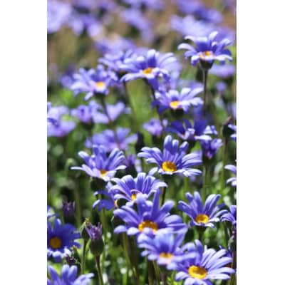 早春を飾る花苗セット【4月発送】　12ポット【配送不可地域：離島・北海道・沖縄県】