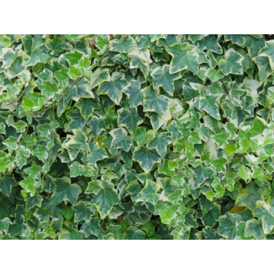 カーネーションを使った寄せ植えブリキ鉢【配送不可地域：離島・北海道・沖縄県】