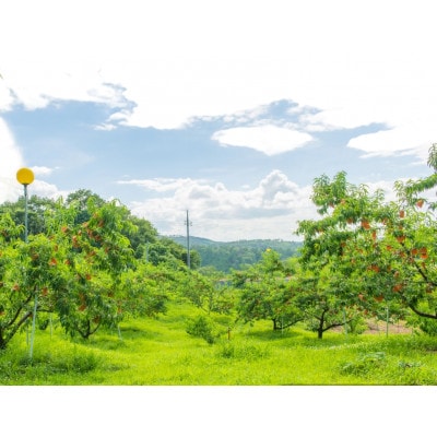【先行予約★2026年7月下旬より順次発送予定】岡山県産　清水白桃(2kg箱)【配送不可地域：離島・北海道・沖縄県】