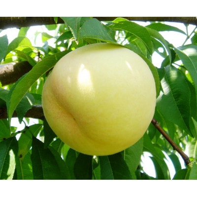 岡山白桃食べ比べ　早生2種2玉【配送不可地域：離島】