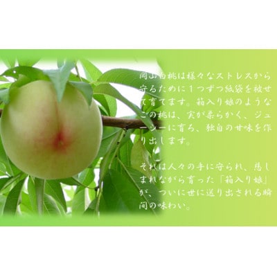 岡山白桃食べ比べ　晩生2種2玉【配送不可地域：離島】