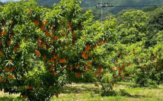 【先行予約・2026年7月発送予定】とろける果肉とたっぷり果汁の岡山の白桃・白鳳(2kg箱)【配送不可地域：離島】