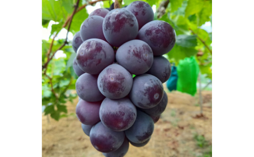 2026年先行受付　美作市産　シャインマスカット＆ピオーネ　合計約1.3kg(各1房)【配送不可地域：離島・北海道・沖縄県】