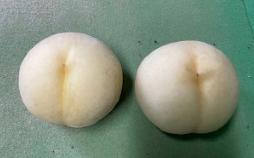 【先行予約・2025年9月上旬頃より発送予定】希少品種・果汁たっぷりの岡山の白桃・白露(2kg箱)【配送不可地域：離島】