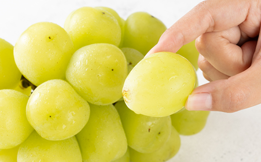 2026年先行予約　雄宝　1房　1キロ【配送不可地域：離島】