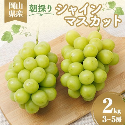 【2026年先行受付】岡山県産　朝採りシャインマスカット　2kg【配送不可地域：離島】