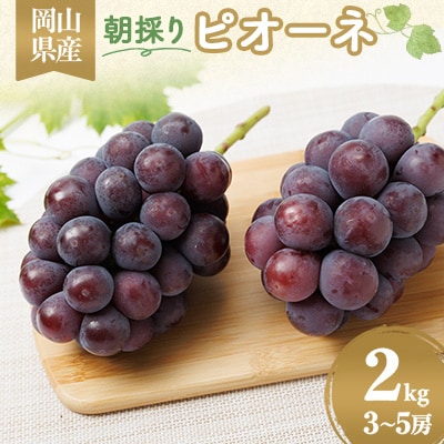 【2026年先行受付】果汁たっぷり朝採りピオーネ2kg【配送不可地域：離島・北海道・沖縄県】