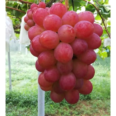 【2026年先行受付】パリッと皮ごと食べられるマスカットビオレ1.3kg【配送不可地域：離島】