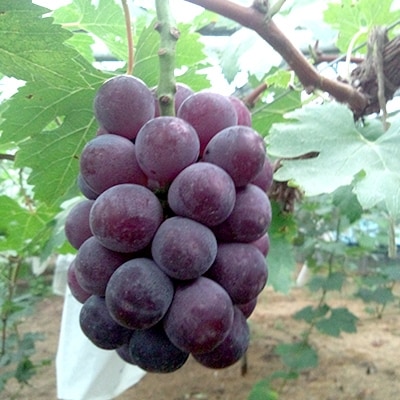 【2026年先行受付】美作市産　朝採りニューピオーネ　2kg(4房～5房)【配送不可地域：離島】