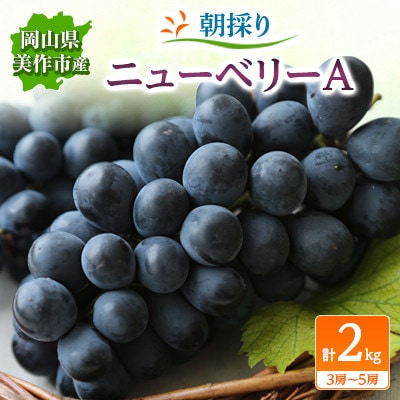 朝採りニューベリーA　2kg(3房～5房)【配送不可地域：離島】