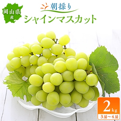 朝採りシャインマスカット2kg(3房～4房)【配送不可地域：離島】