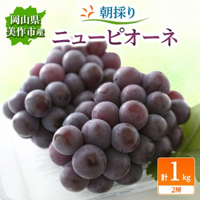 朝採りニューピオーネ　1kg(2房)【配送不可地域：離島・北海道・沖縄県】