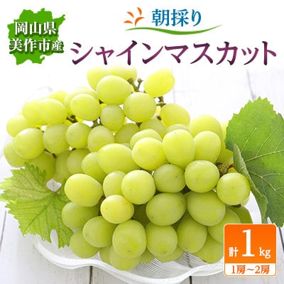 朝採りシャインマスカット　1kg(1房～2房)【配送不可地域：離島】